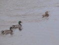 /album/my-local-birding-gallery/mandarin-on-river-calder-at-dewsbury-jpg/
